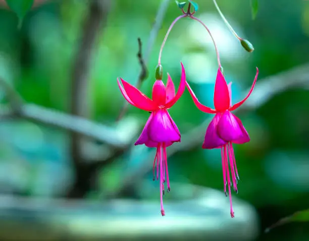 Photo of Fuchsia flowers bloom in the sunshine like beautiful little lanterns lighting the garden