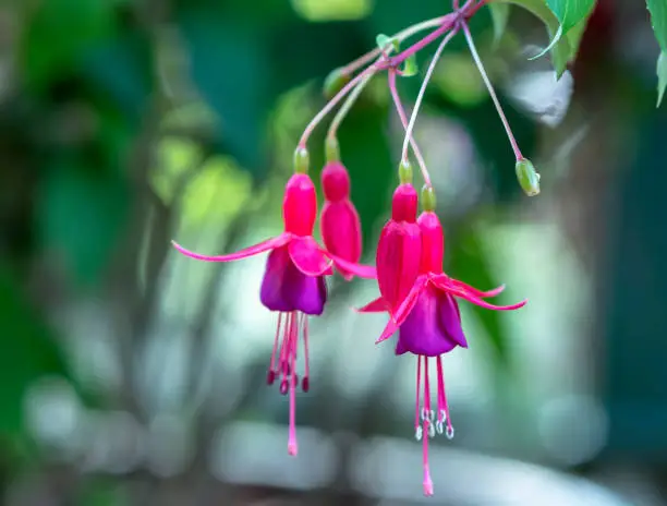 Photo of Fuchsia flowers bloom in the sunshine like beautiful little lanterns lighting the garden