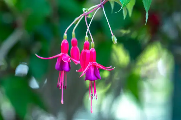 Photo of Fuchsia flowers bloom in the sunshine like beautiful little lanterns lighting the garden