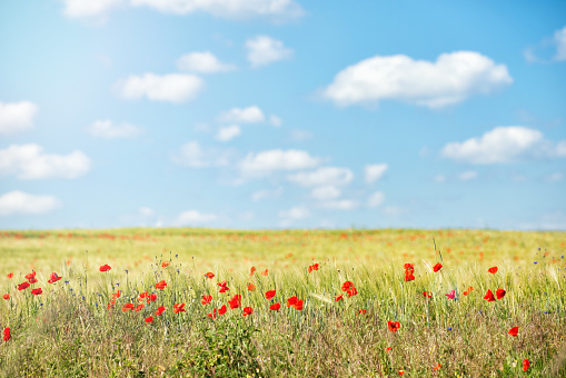 Red poppy flowers field against the blue sky with clouds in sunny summer day, nature background