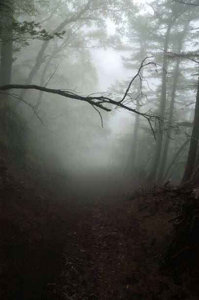 istock Natural scenery when climbing Mt. Fuji in summer 1248701071