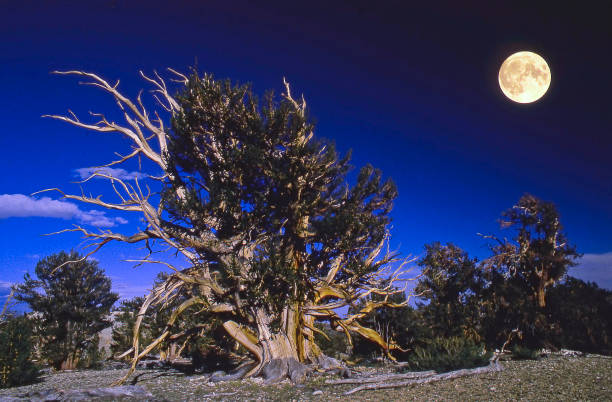 pinheiro-bristlecone - bristlecone pine pine tree tree forest - fotografias e filmes do acervo