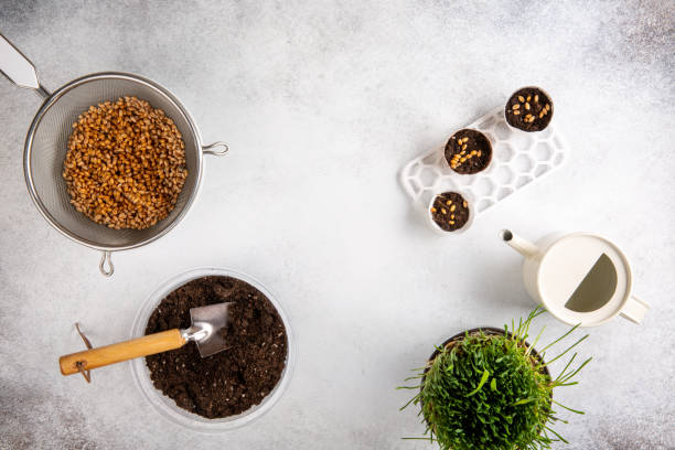 istock Sprouting microgreens. Planting wheat seeds, wheatgrass seeds on black soil. Top view.  Green superfood, micro greens, healthy eating and detox concept. Gardening concept. 1248705135