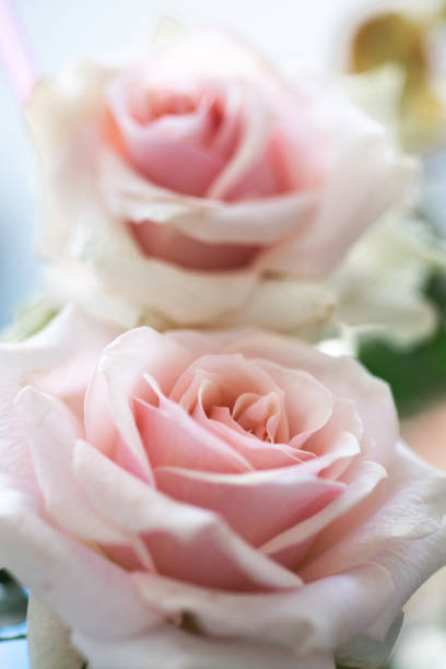istock beautiful pink Roses close up 1248706608