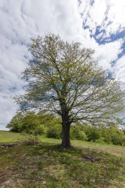 istock Spring Landscape of Cherna Gora mountain, Bulgaria 1248706847