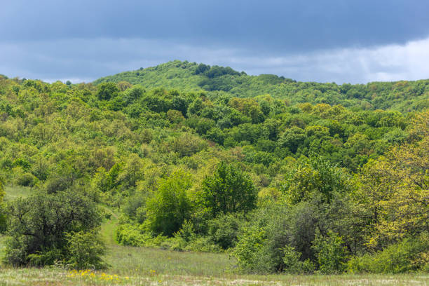 istock Spring Landscape of Cherna Gora mountain, Bulgaria 1248707861