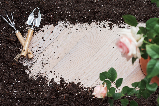 Soil frame, small garden tools and rose in the pot, background