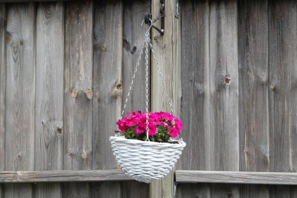 istock Baskets of hanging petunia flowers on balcony 1248708456