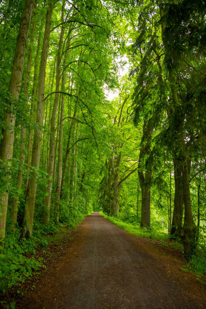 istock Walking path in old deciduous forest in Konopiste, Czech Republic 1248709855