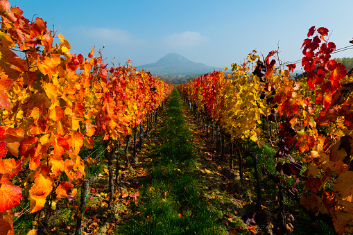 Rows of colorful autumn vineyards in Temecula Valley wine country, California.
