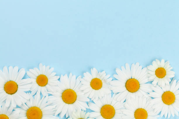 istock Camomile flower greeting card 1248711065