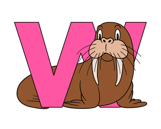 Vector illustration of Animal alphabet. capital letter W, Walrus. illustration. For pre school education, kindergarten and foreign language learning for kids and children. For print and books, zoo topic.