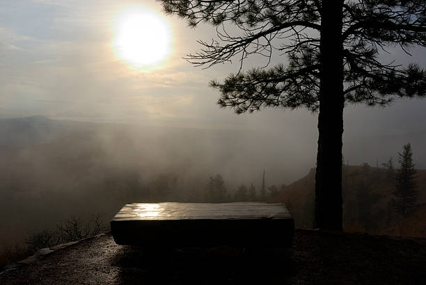 Partial Silhouette of Pine Tree and Bench Overlooking Canyon Below In Early Morning Mists. Sunrise.
