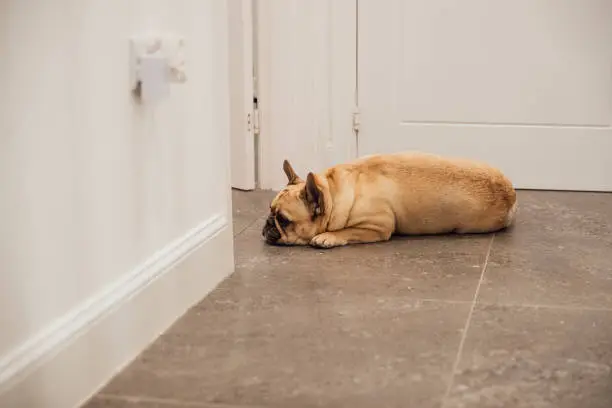 A cute sandy coloured french bulldog takes a quick nap in the hallway whilst the children all get ready for Halloween.