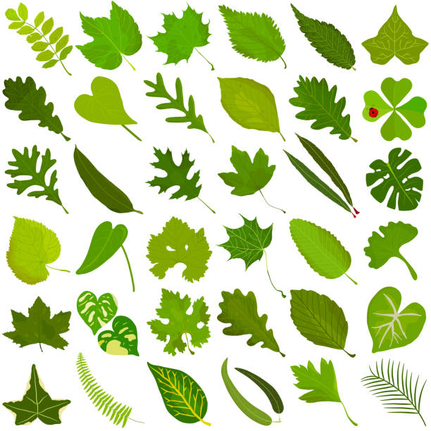 illustrations, cliparts, dessins animés et icônes de feuille verte d’été dessinée à la main, vecteur coloré d’illustration des feuilles vertes - beech leaf illustrations