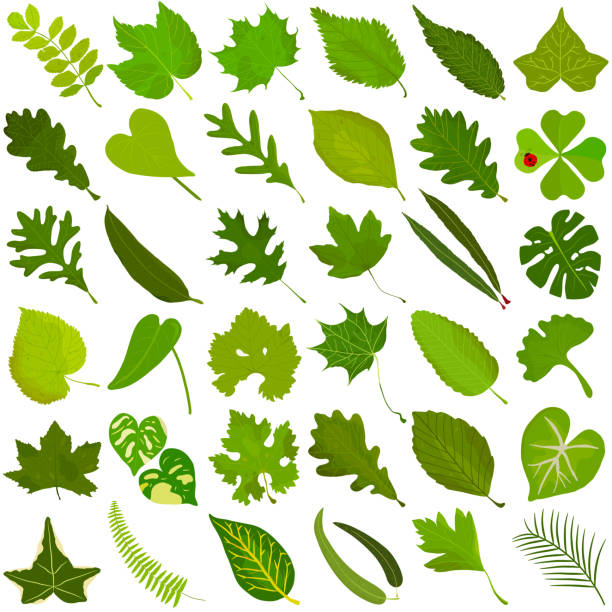 ręcznie rysowane lato zielony liść, kolorowy wektor ilustracji zielonych liści - beech leaf stock illustrations