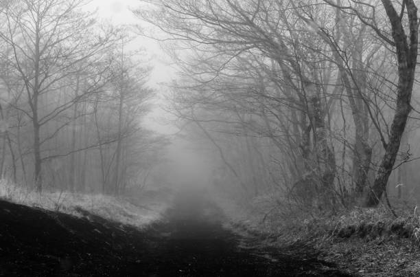istock Foggy Dirt Road on Mt. Fuji 1248713196