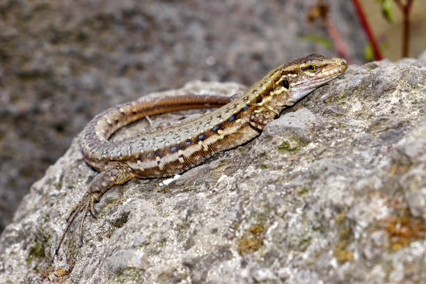 istock La Palma Lizard, Sizeable lizard, Wall lizard, Gallotia galloti palmae 1248713454