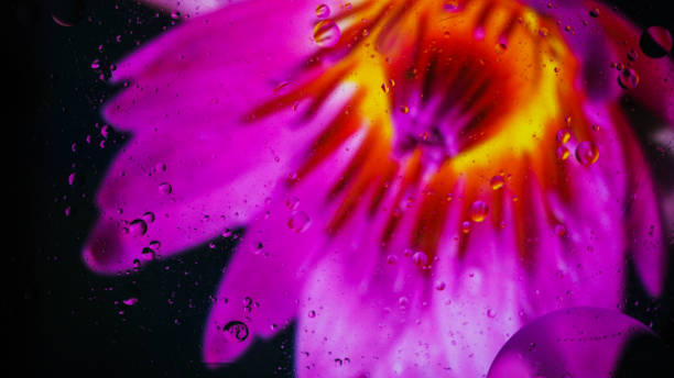 istock Pink rose. After the rain with droplets on it 1248713491