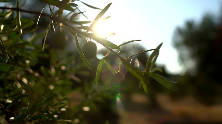 Olive tree branches