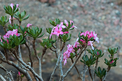 Flowering bottle tree is endemic tree adenium obesum of Socotra Island shown at dawn, Yemen