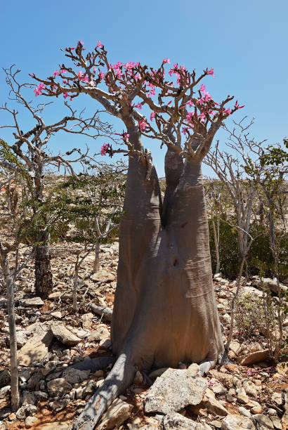 istock Flowering bottle tree, Yemen, Socotra 1248715911
