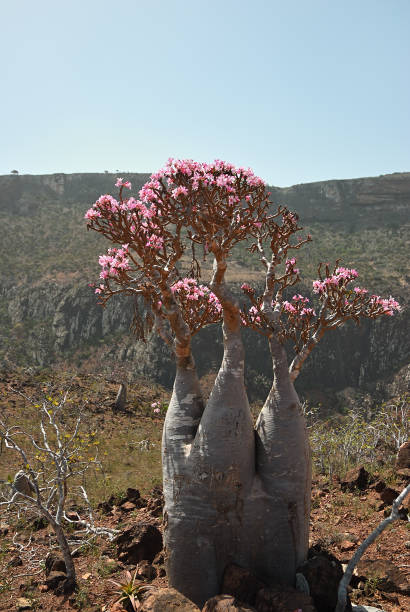 istock Flowering bottle tree, Yemen, Socotra 1248715912