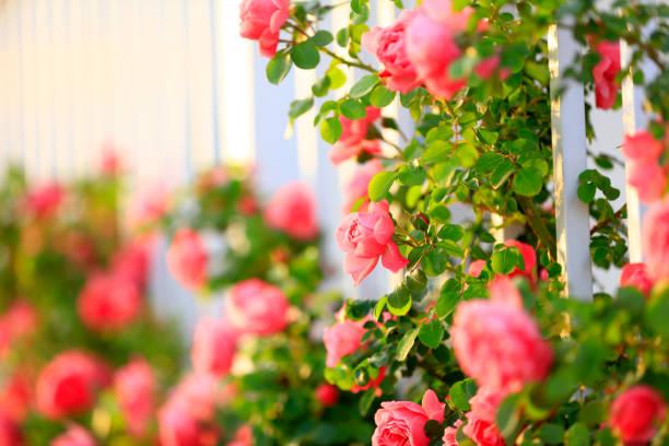 istock In the summer, rose is blooming 1248716639