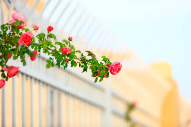 In the summer, rose is blooming, close-up