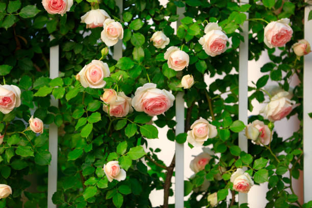 istock In the summer, rose is blooming 1248716782