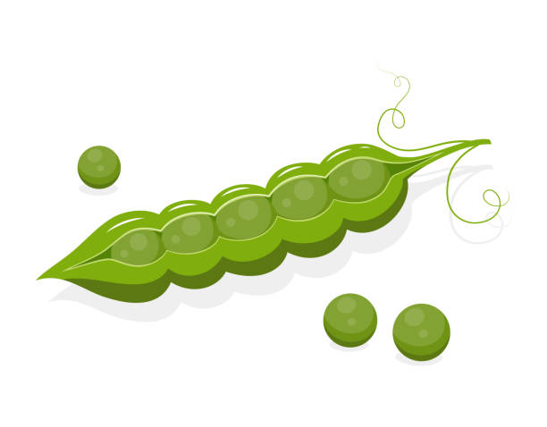 ilustrações de stock, clip art, desenhos animados e ícones de pod of peas isolated on white background - green pea pea pod salad legume