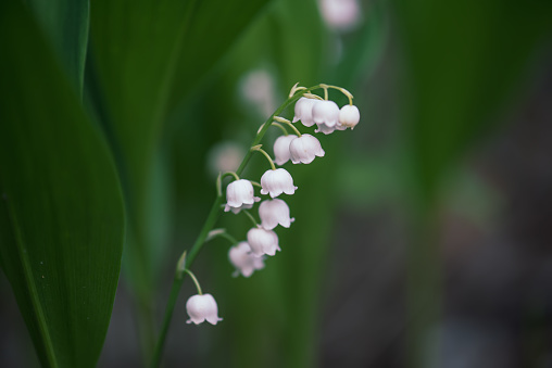 Lily of the valley flowers in the green spring forest, natural seasonal background
