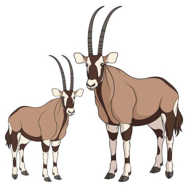 Set of color illustrations with oryx antelope. Isolated vector objects on white. Set of color illustrations with oryx antelope. Isolated vector objects on white background. gemsbok stock illustrations