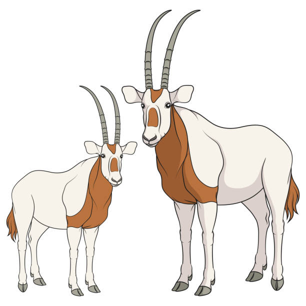 ilustrações, clipart, desenhos animados e ícones de conjunto de ilustrações coloridas com antílope de oryx branco. objetos vetoriais isolados. - oryx