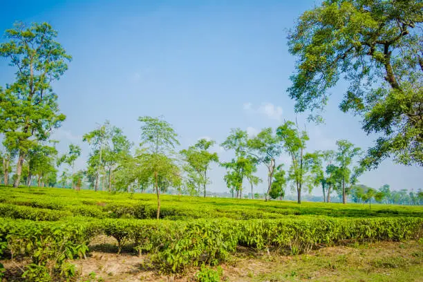 Photo of Green tea garden of Assam grown in lowland and Brahmaputra River Valley, Golaghat. Tea plantations