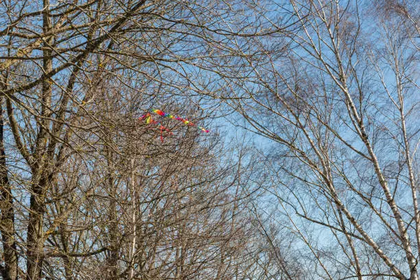 Flying kite crashed in a treetop, Germany