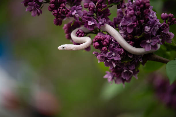 White Beauty rat snake creeping on lilac flowers