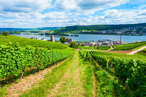 Vineyards, Rudesheim am Rhein and Bingen am Rhein town aerial panoramic view in the Rhine Valley, Germany