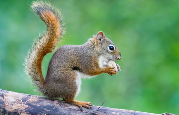 istock Red Squirrel Stock Photo 1248721056