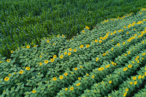Aerial image of sunflower and corn field in early summer shoot from drone