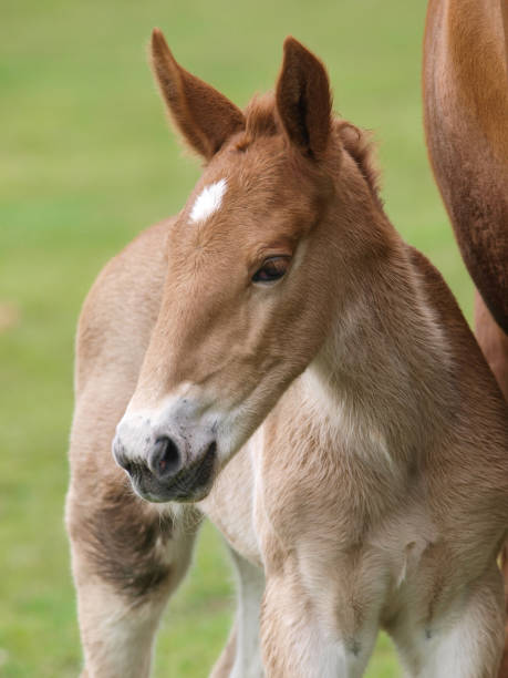 istock Rare Breed Foal Headshot 1248721279