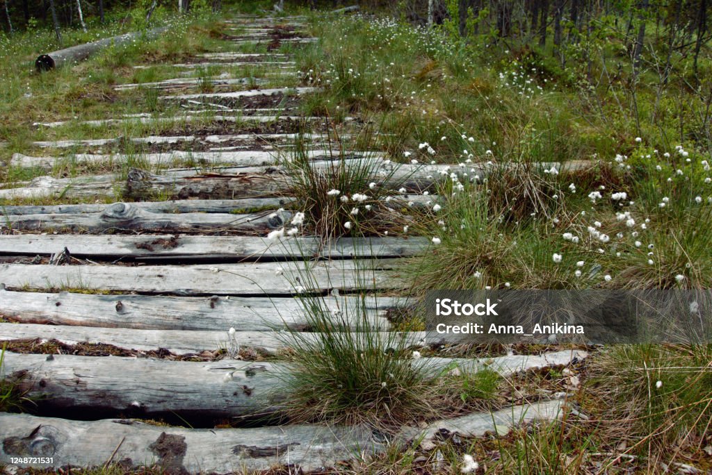 Flowers of the northern swamps. Causey road in marshland. Northern swamps of Karelia. Flowers of the northern swamps. Causey road in marshland. Wilderness. Adventure Stock Photo