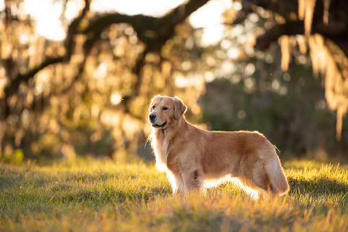 Golden Retriever dog enjoying outdoors at a large grass field at sunset, beautiful golden light