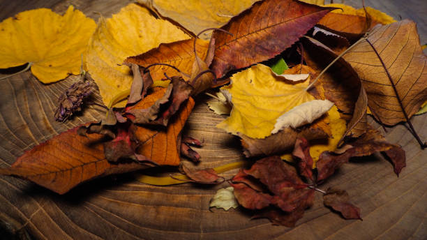 istock Dried leaves on wood tree slice 1248721852