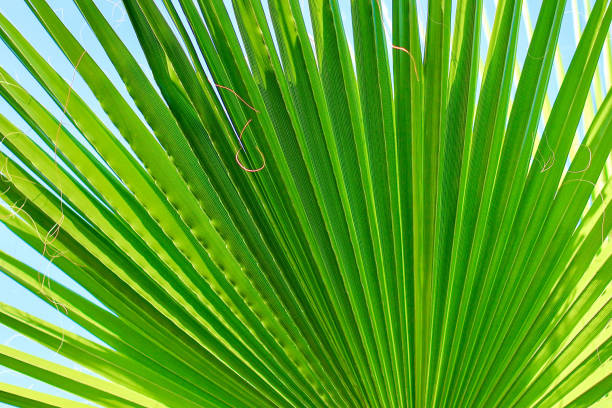 istock Large green palm leaf. Natural background. Close up. Selective focus. 1248722452
