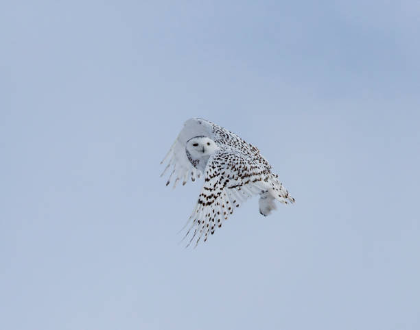 istock Snowy Owl Stock Photo 1248722494
