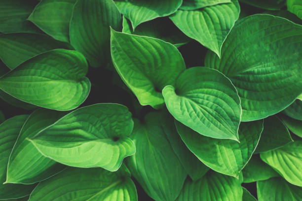istock Fresh green leaves background. Nature concept. 1248723219
