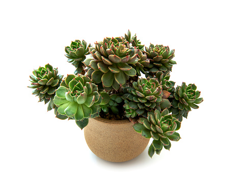 Succulent plant in the flower pot isolated on white background