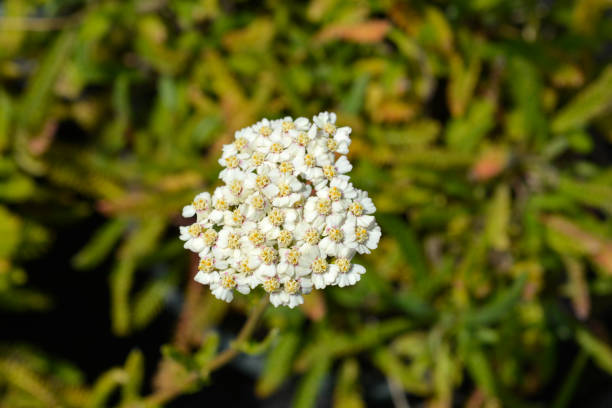 Soldiers Using Yarrow 80+ Soldiers Woundwort Stock Photos, Pictures & Royalty-Free Images ...