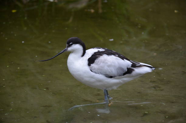 istock Pied avocet ( Recurvirostra avosetta ) in Frankfurt zoo 1248724564